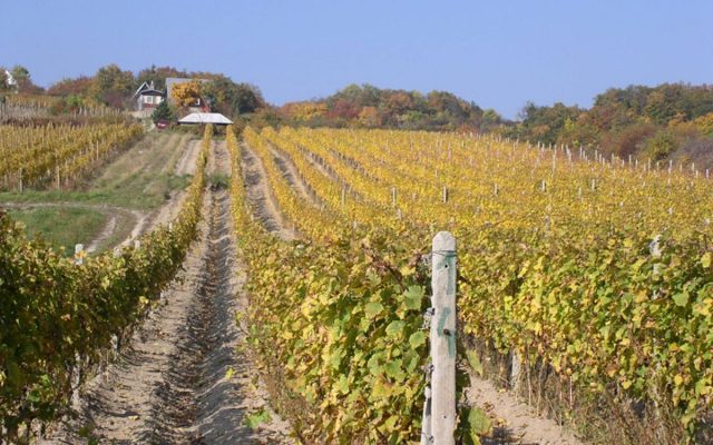 Verkostigung von Wein und Bier